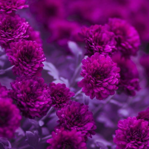 serwetka - purpurowe kwiaty